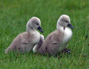 Canvas Print - Cygnets