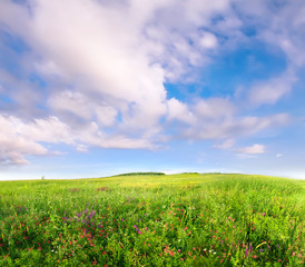 Wall Mural - Summer meadow