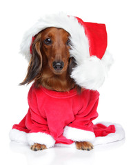 Wall Mural - Dachshund puppy in santa hat on a white background