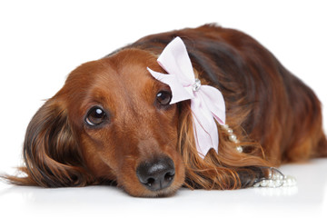 Canvas Print - Dachshund with bow on a white background