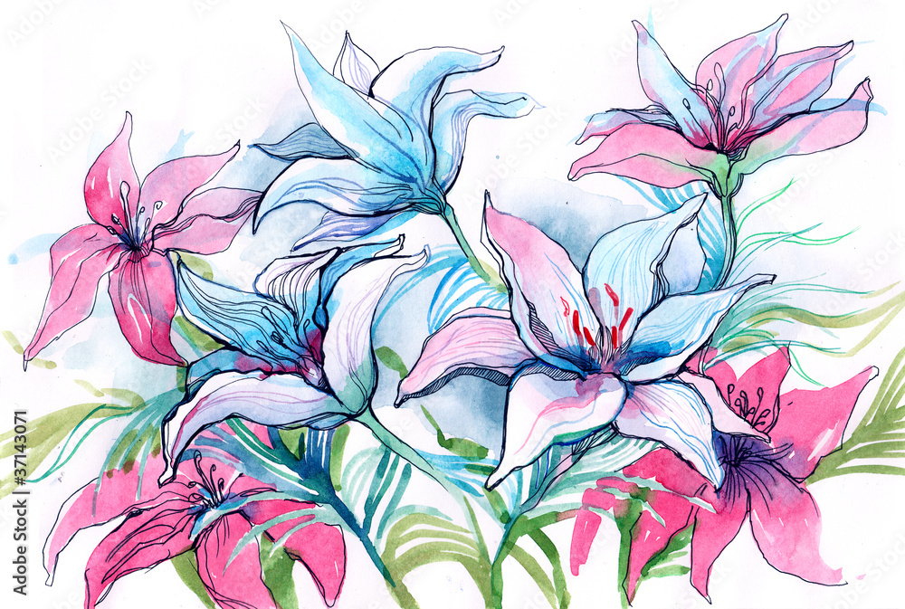 niebieskie-i-rozowe-kwiaty-lilii-rysunek