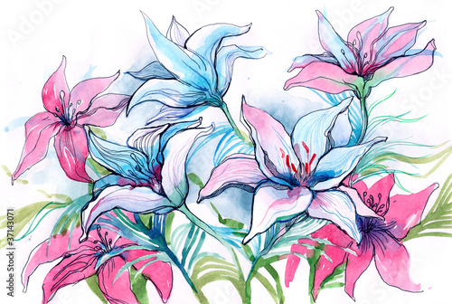 niebieskie-i-rozowe-kwiaty-lilii-rysunek