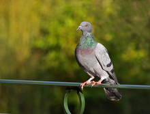 Portrait Of Pigeon Perched On Railing In A Park