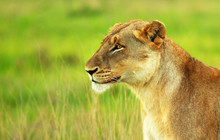 Beautiful Wild African Lioness