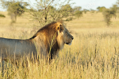 Board z aluminiowym obramowaniem Lion du kalahari