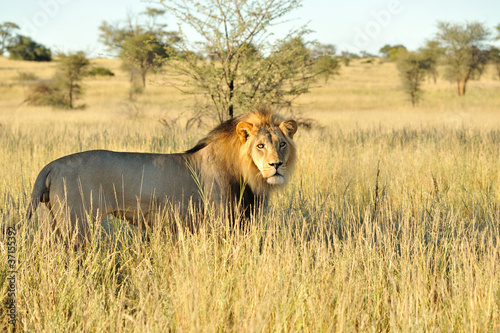 Board z aluminiowym obramowaniem Lion du kalahari