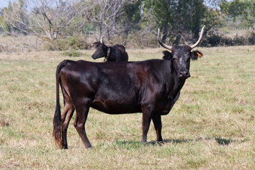 vachette camarguaise