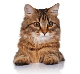 Naklejka na meble Cute cat