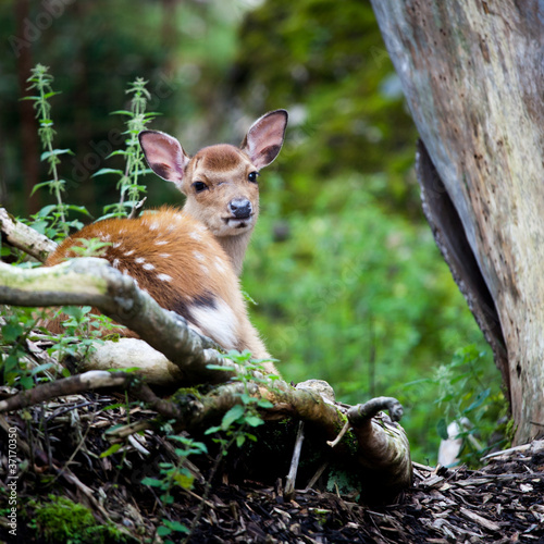 Fotoboard na płycie Sika (łac. cervus nippon) doe