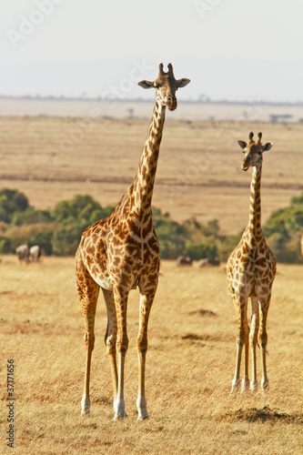 Obraz na płótnie canvas dwuczęściowy "dyptyk" Żyrafy na masai mara w południowo-zachodniej Kenii