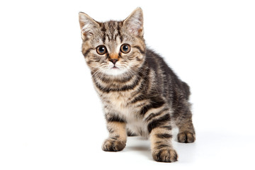 Wall Mural - British kitten on white background