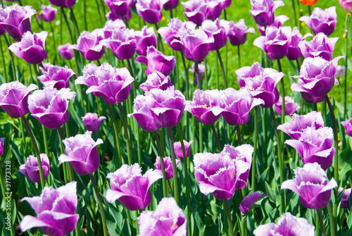 Tapeta ścienna Fioletowe tulipany