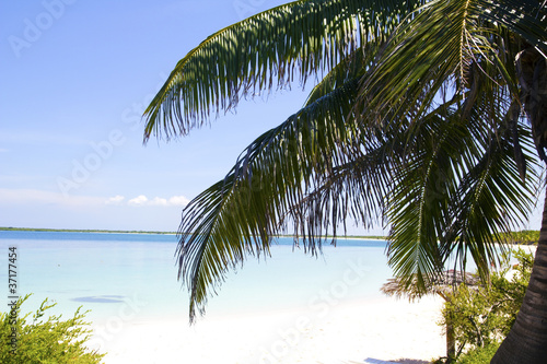 Plakat na papierze fotorealistycznym Palma w plaży cayo santa maria.