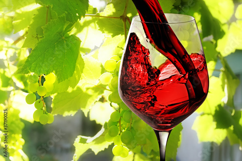 Plakat na papierze fotorealistycznym Czerwone wino