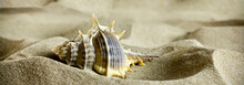Sea Shells On The Sand.