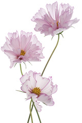 cosmos