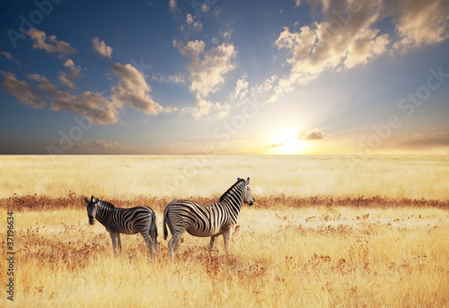 Obraz na płótnie canvas Zebra