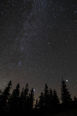 silhouette of trees against night sky with stars