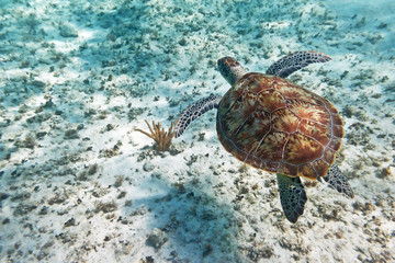 Green turtle in nature of Caribbean sea