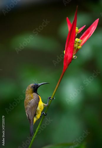 Fotoboard na płycie Oliwkowy sunbird (cinnyris jugularis)