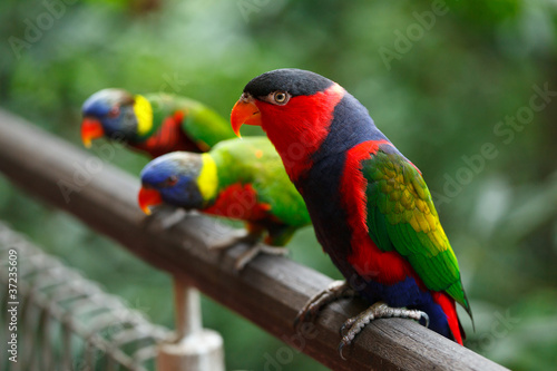 Obraz na płótnie canvas czteroczęściowy "tetraptyk" Lory (lorius lory)