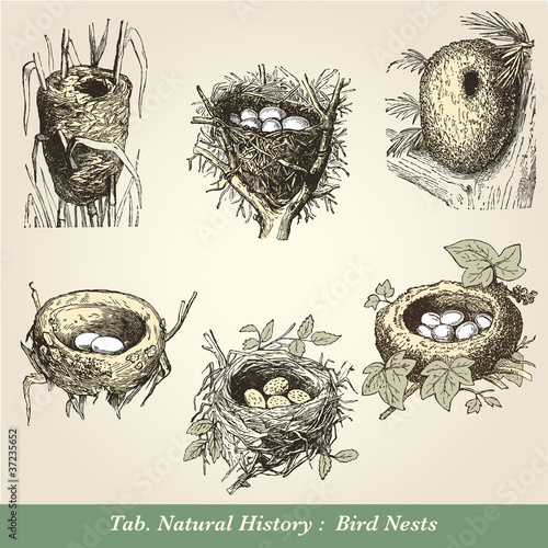 Nids Doiseaux Buy This Stock Vector And Explore Similar