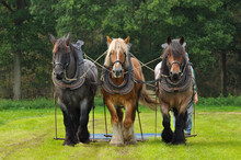 Three Belgian Heavy Horses