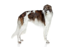 Russian Borzoi, Greyhound Dog