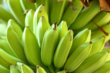 Wall Mural - banana on tree