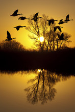 Canadian Geese At Sunset