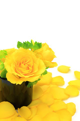 Sticker - yellow rose