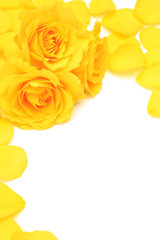 Sticker - yellow rose