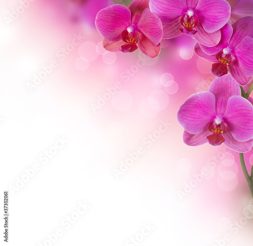 Fototapeta na wymiar Orchid Flower border design