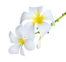 Wall Mural - Frangipani Spa Flowers