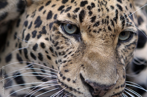 Plakat na papierze fotorealistycznym Lampart - panthera pardus