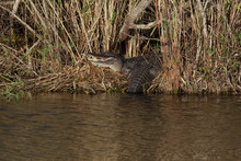 Alligator Mississippiensis. Armerican Alligator