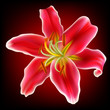 Vector photo-realistic red-white lily flower