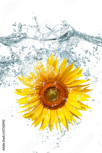 Obraz na płótnie canvas czteroczęściowy "tetraptyk" Plusk girasole