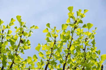 Wall Mural - ginko leaves