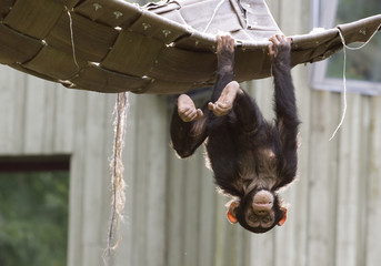 playing chimpanzee