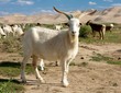 goat - dune - desert - mongolia