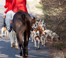 American Foxhounds Before A Hunt