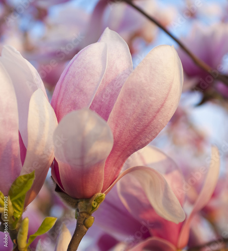 Board z aluminiowym obramowaniem Kwiaty magnolii na czyste, błękitne niebo