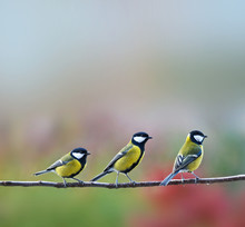 Three Titmouses Birds