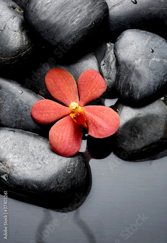 Nowoczesny obraz na płótnie beautiful red orchids with therapy stones