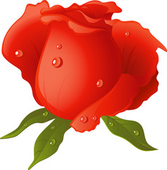 Wall Mural - Red Rose