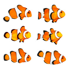 Sticker - Great collection of a tropical reef fish - Clown fish.