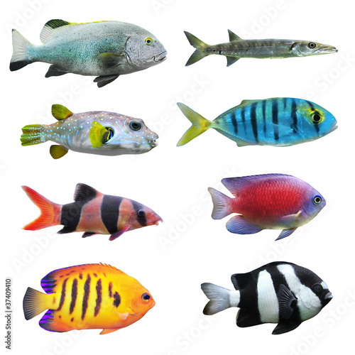 Fototapeta na wymiar Great collection of a tropical fish on a white background.