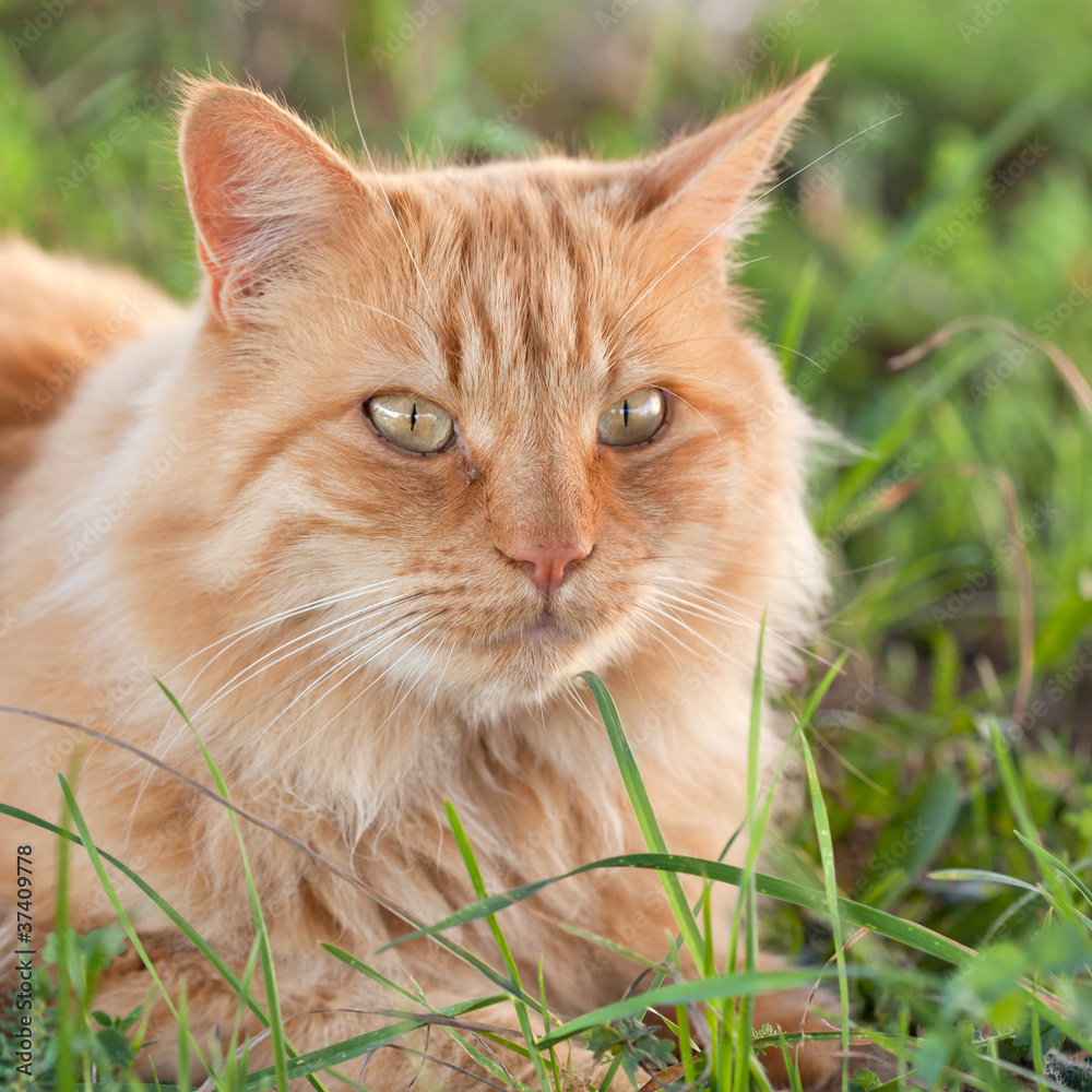 Chat Roux Tigre Femelle Wall Mural Wallpaper Murals Wallsheaven Chantals Chat Roux Tigre Femelle Wall Mural Wallpaper Murals Wallsheaven Chantals