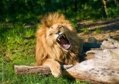 Board z aluminiowym obramowaniem Angola lion ryczy (panthera leo bleyenbergi)